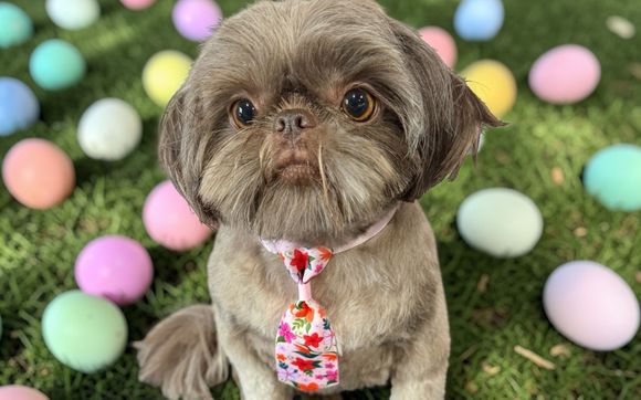 Pawfect Pamper by Gen B Happy Paws Pet Services [Ambassador Riverside County]
