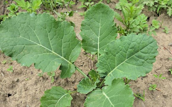 Join Liberation Farm's CSA 🌱💚 by Liberation Farm