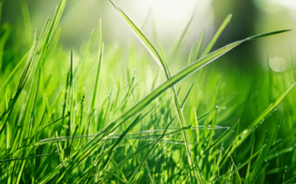Lawn Fertilizing  by Green Top Turf LLC