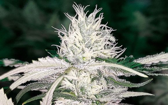 Advocacy Support by Good Deeds Organics