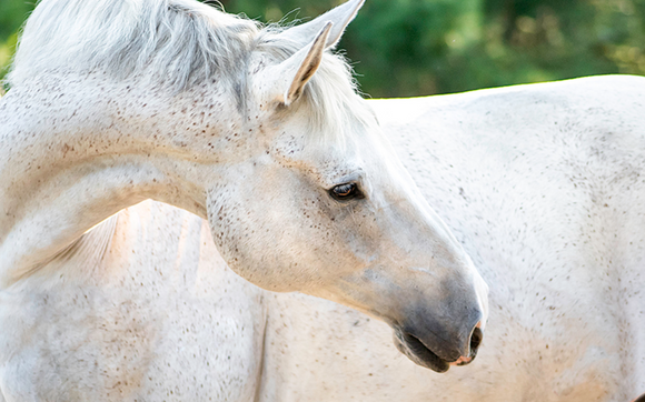 Pet Photograher by Tricia Jones