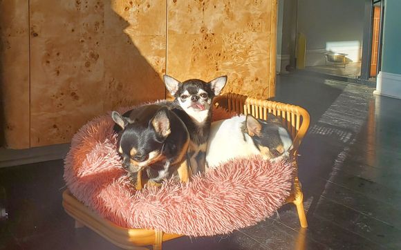 Special Needs Care by All Good Dogs