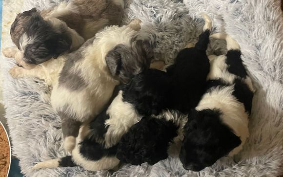 Puppy Sales by Annie’s Animals