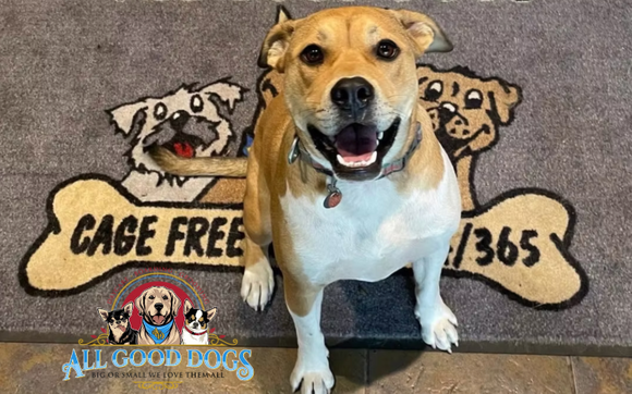 The Place Dogs Beg to Come Back To by All Good Dogs