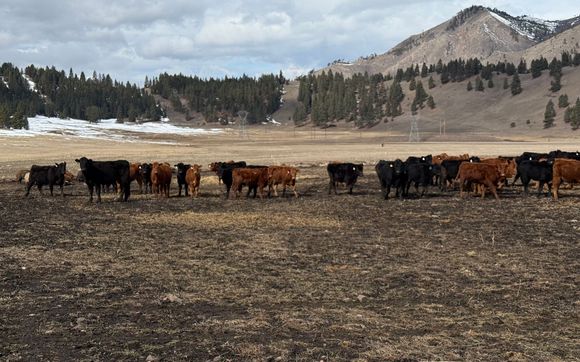 Cattle Operations by Medicine Tree Ranch, LLC