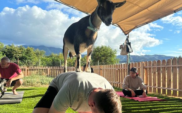 Outdoor Yoga Classes by Aloha Goat Yoga