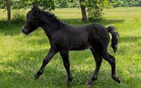 Miniature Horses by Fanta C Miniatures