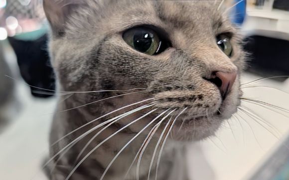 Drop-in Visits by Jamie's Pet & Plant Sitting