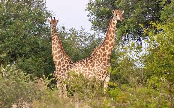 Luxury African Safaris by Vessy Travel LLC