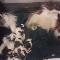 Purebred Puppies by Timothy Cox