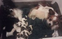 Purebred Puppies by Timothy Cox