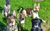 Obedience Training by GOK9 inc