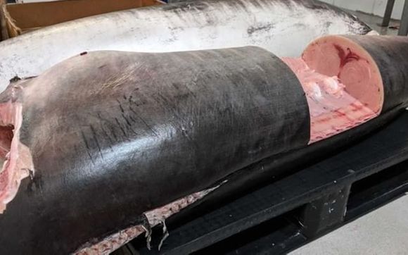 Fresh Fish by Narragansett Bay Lobsters Inc