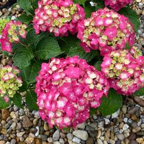 Planting Services by Green Deal Appeal