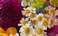 Seasonal Flowers by Hoofprint Farm Floral Design