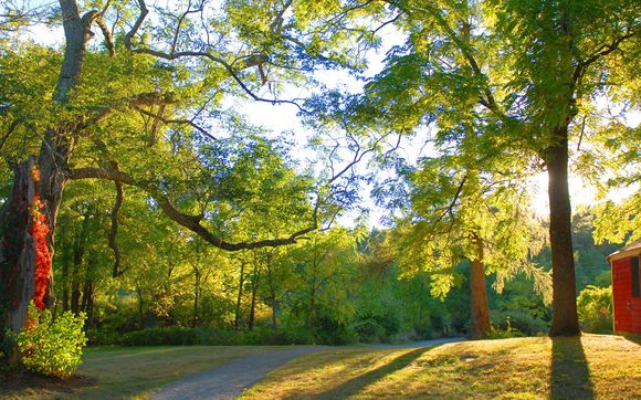 Light Through Trees by Curt Strickland Photography