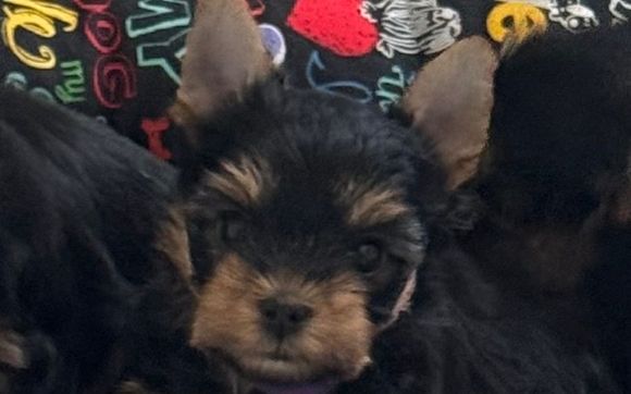 Puppy  by Pastimes Yorkshire Terriers