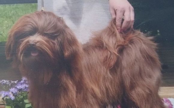 Stud Services by Karma Havanese