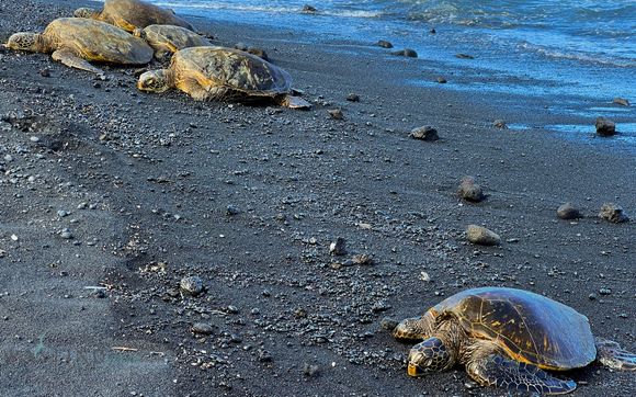 Private Big Island: Volcano, Waterfalls & Coffee Full-Day Tour by Wayfind Hawaii LLC
