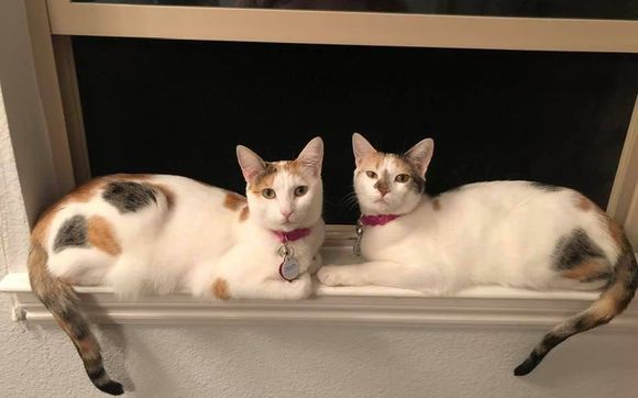 Cat Adoption by The Cat House on the Kings