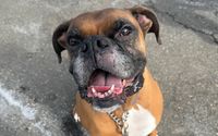 Pack Walks by Practically Perfect Mutt Inc