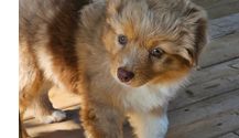 Purebred Puppies by Keecam Miniature American Shepherds