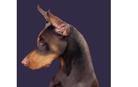 Breeding Consultations by Garjan Dobermans