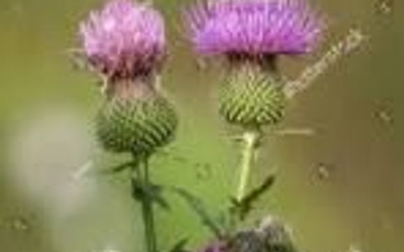Homeopathy: Thistle oil organic, cold press: scalp and hair treatment, regrowth of a new hair in 100 days. by Jelena Radnic Notary Public Mobile& Apostile, Court Interpreter Medical & Legal, Immigration Forms Specialist