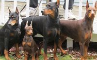 Small Animal Breeding by Garjan Dobermans