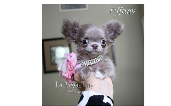 Tiny apple best sale head chihuahua