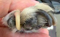 Mobile Nail Clip by Gen B Happy Paws Pet Services [Ambassador Riverside County]