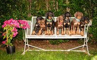 Doberman Pinscher Breeder by Garjan Dobermans