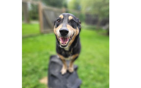 Barkour by Pawsitive Pawrents