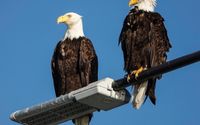 Online Travel Booking & Reservations by Ravn Alaska