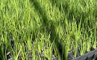 Nursery plants by Escondido Nursery