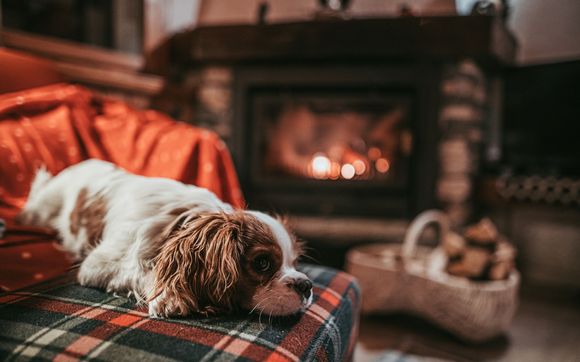 Dog Beds by Pooch Patriot Co.