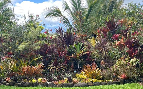 Plant Sales by Divine Kine Farms