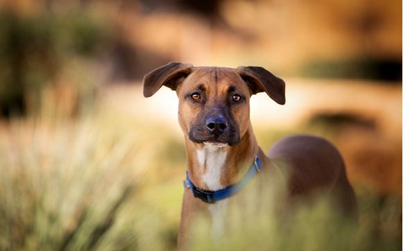 banyan animal hospital