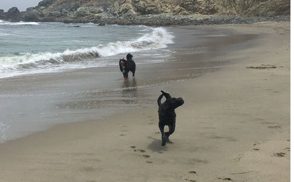 Dog Hiking by Good Dog for Life LLC