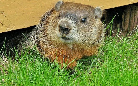 Animal Removal Services by Cape Atlantic Wildlife Control and Removal Services 