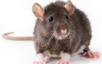 Rodent Trapping Service by Adam's Pest Control