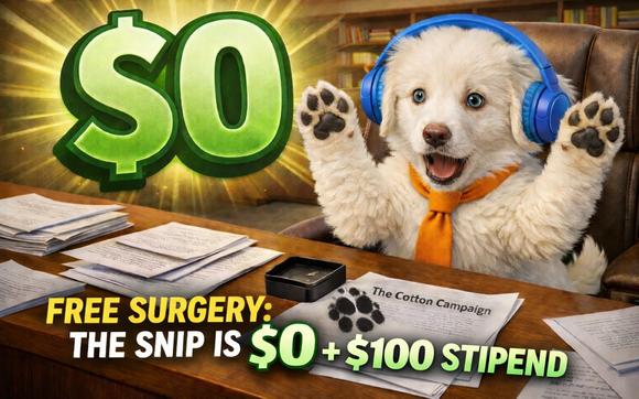 Spay and neuter Initiative Program  by Animal-Angels Foundation 