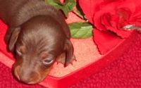 Patti's Dachshund Farm by Pattis Dachshund Farm