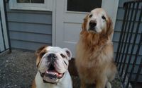 Pet Boarding by Pets Are Inn