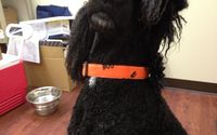 Retail products by Happy Hound Dog Resorts