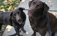 Daily Dog Walking by Executive Pet Services, LLC