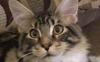 In Home Pet Sitting by Executive Pet Services, LLC
