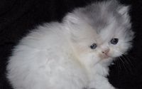 Highlander and Napoleon/ Minuet Kittens by Forever Kittens Cattery