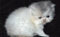 Hobby Breeder Specializing In Highlander and Napoleon Cats  by Forever Kittens Cattery
