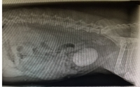 Radiology by Best Pets Animal Clinic 